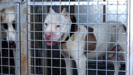 Sokağa çıkabilmek için yanlış köpeği seçti, 10 bin lira cezadan kaçamadı