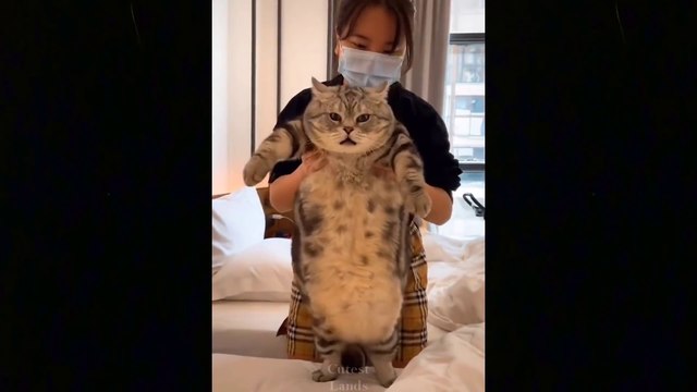 _heartpulse_Cute And Funny Pets _ Try Not To Laugh To These Pets Compilation - 14_heartpulse_ Cutest Lands ( 1080 X 1920 )