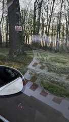 Piebald Deer Peacefully Grazes by Roadside