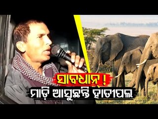 Balasore | Elephants Enter Village In Kuldiha Forest Division