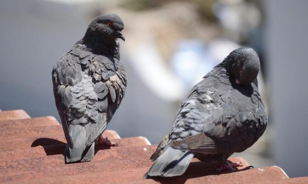 حمامة تقف بسكينة على رأس أحد المصلين بالحرم المكي