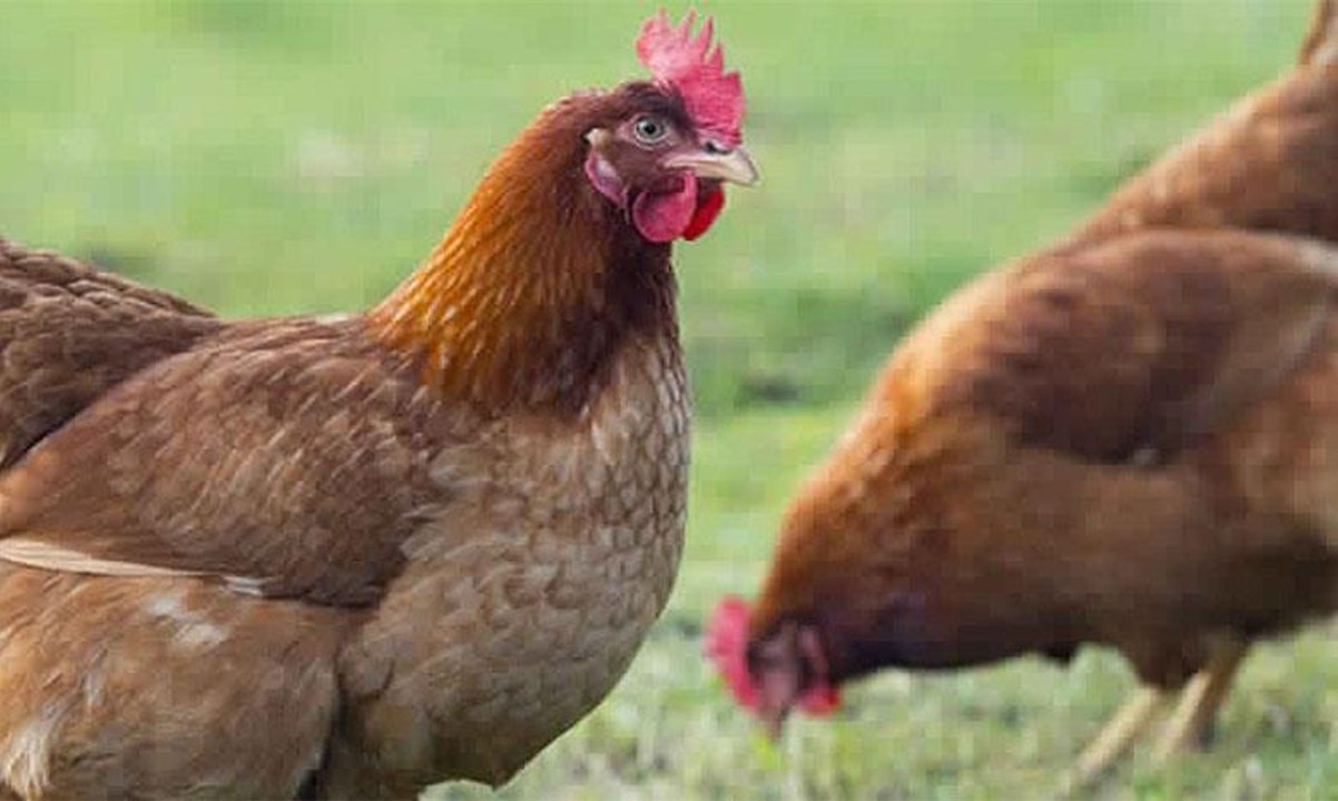 فيديو على تويتر لدجاجة تطارد كلبا يحقق ملايين ا...