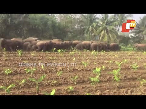 Large Elephant Herd Damages Vegetable Crops