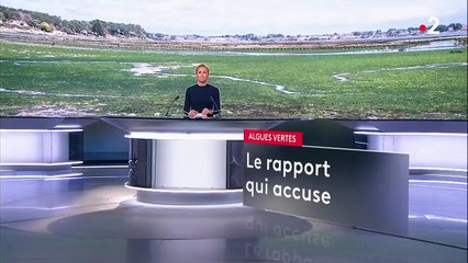 Écologie : le fléau des algues vertes en Bretagne