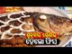 Hello Fish (Bhakura Macha & Chingudi) Odia Recipe | Taste Of Odisha