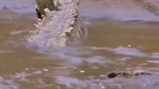 Crocodile attack zebra_safari Serenget Tanzania_ amazing reaction