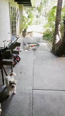 Determined Terrier Pups Push Cage