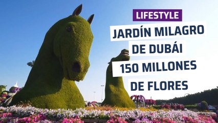 [CH] 150 millones de flores en pleno desierto