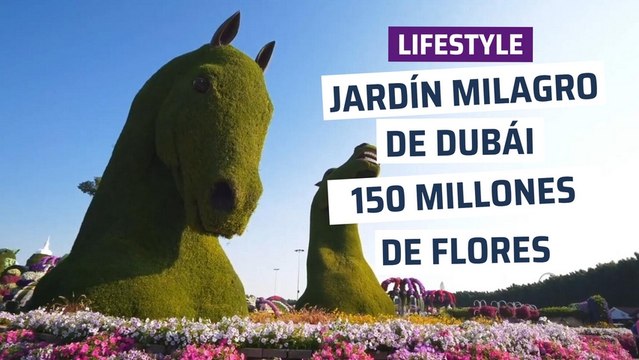 [CH] 150 millones de flores en pleno desierto