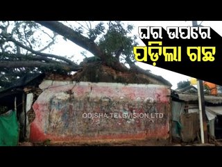 Tree Falls On House In Phulbani, Elderly Woman Dies
