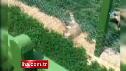 Hayvanat bahçesinde skandal görüntü!