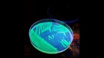 12Hz Bacterial Toxin