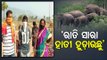Elephant Herd Wreaks Havoc In Balasore
