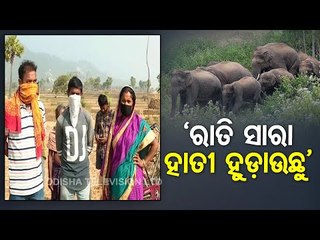 Elephant Herd Wreaks Havoc In Balasore