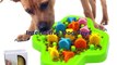 Amazing and Fascinating Interactive Dog Toys