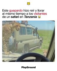 Este guepardo hizo reír y llorar al mismo tiempo a los visitantes de un safari en Tanzania