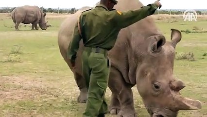 Dünyada yalnızca 3 tane kaldı!