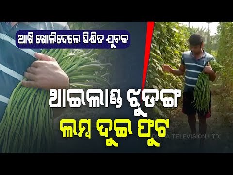 Special Story | Balasore Youth Creates Example By Growing Snake Beans