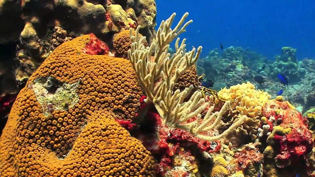 Conch facts snails with attitude  Animal Fact Files