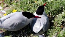 Arctic Tern facts Making Massive Migrations  Animal Fact Files