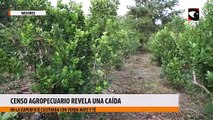 Censo agropecuario revela una caída en la superficie cultivada con yerba mate y té en Misiones