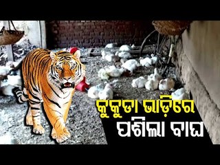 Leopard Enters Poultry Farm In Bolangir's Patnagarh