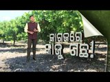 Khabar Jabar | BIG NEWS - Cashew Plantation Scam In Odisha's Kendrapara, Lakhs Of Rupees Embezzled