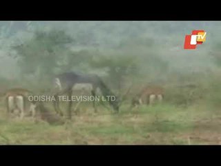 Ganjam Forest Dept Steps Up Conservation Efforts For Blackbucks