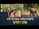 Wild Elephants Enter Binika Village, Damage Vegetable Crops