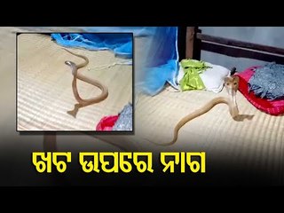 Cobra Recovered From Bedroom In Kendrapara