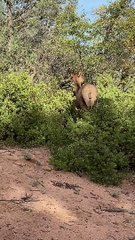 Elk Flings a Rabbit Around by the Foot
