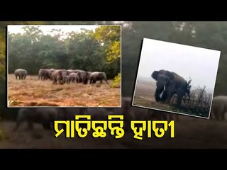 Elephants Wreak Havoc In Balasore Village