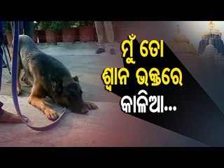 Devotee Dog | A Dog Pays Obeisance To Lord Jagannath By Bowing It’s Head