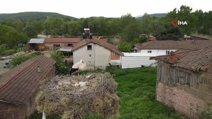 Çanakkale'de yavru leylekler yumurtadan çıktı