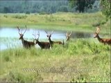 Bunch of Swamp deer or Barasingha grazing