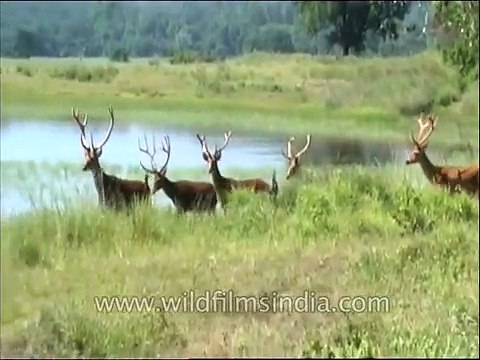 Bunch of Swamp deer or Barasingha grazing