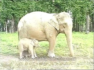 Cute baby Elephant rubs against his chained mother, relieves an itch