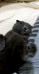 Pain Medication Makes Kitty Sleepy