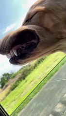 Golden Retriever Gets Face Full Of Fresh Air