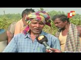 Jharkhand Elephants Destroy Crops In Balasore Village