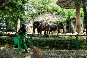 Hanya untuk Warga Jakarta, Kebun Binatang Ragunan Dibuka Besok