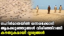 one crore turtles hatch in Odisha Gahirmatha beach | Oneindia Malayalam