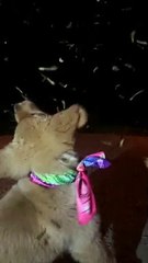 Puppy Trying to Catch Falling Helicopter Leaves