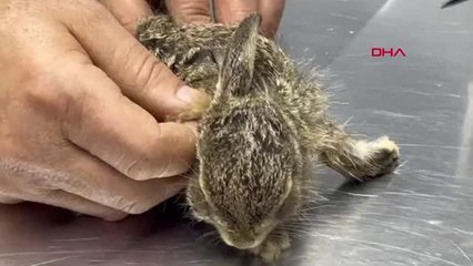 BARTIN YAVRU TAVŞAN TEDAVİYE ALINDI