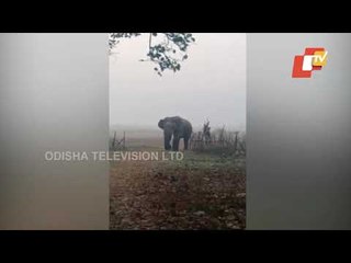 Elephant Herd Wreaks Havoc In Balasore Village, Damage Crops