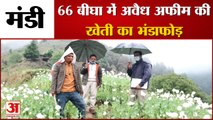 66 बीघा भूमि में अफीम की अवैध खेती का भंडाफोड़ | Mandi Himachal Pradesh |