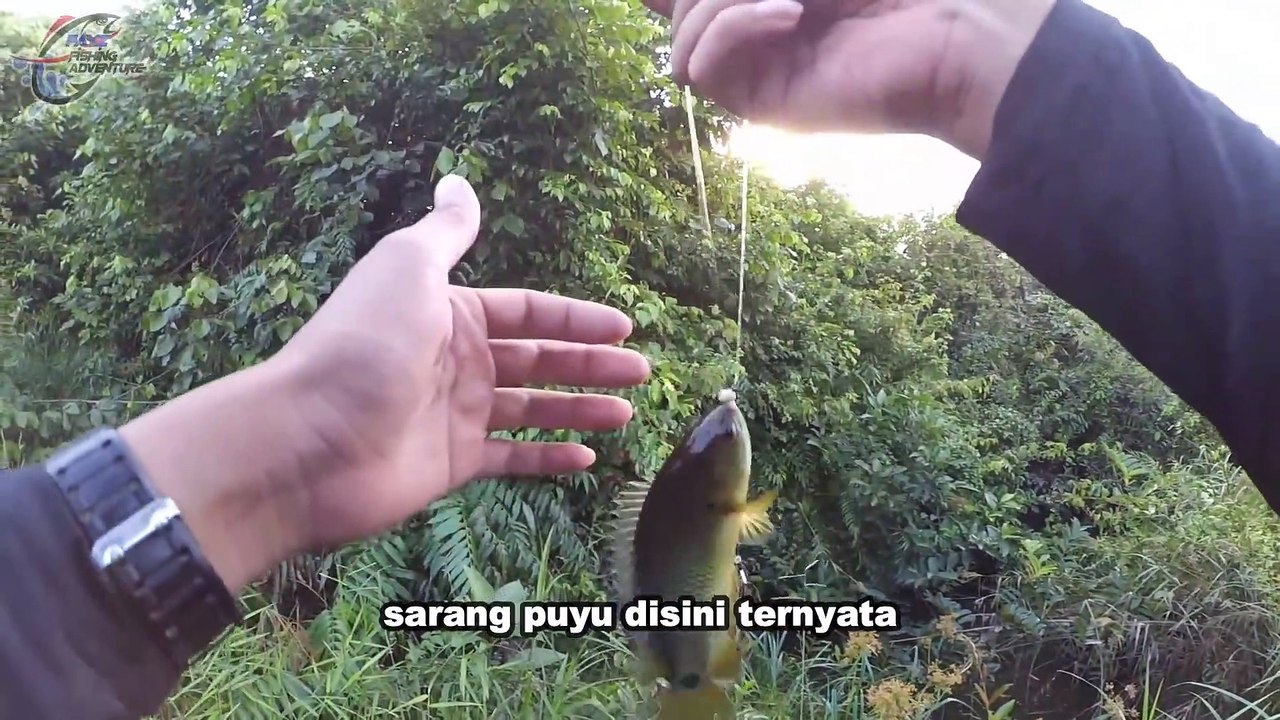 Parit Buntu Penuh Ikan nan Amazing #120