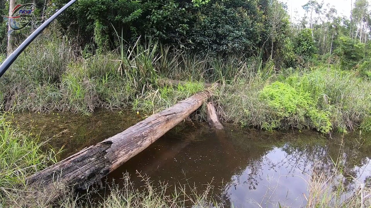 Ikan Bercorak Cantik Bersarang dibawah Tumpukan kayu ini #123