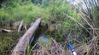Disini Persembunyian Ikan Disaat Kemarau melanda Kalimantan #130