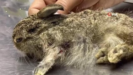 Yaralı yavru tavşana vatandaşlar sahip çıktı